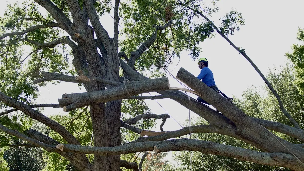 Professional Crown Thinning performed by certified arborists in Minneola